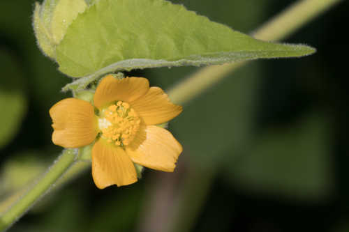 Abutilon theophrasti #1